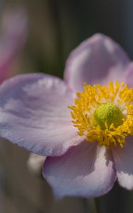 Preview wallpaper petals, nectar, flower, plant