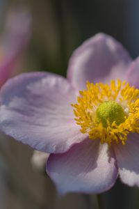 Preview wallpaper petals, nectar, flower, plant