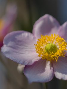 Preview wallpaper petals, nectar, flower, plant