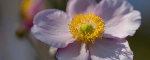 Preview wallpaper petals, nectar, flower, plant