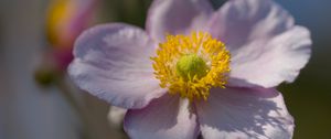 Preview wallpaper petals, nectar, flower, plant