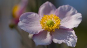 Preview wallpaper petals, nectar, flower, plant