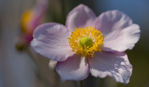 Preview wallpaper petals, nectar, flower, plant