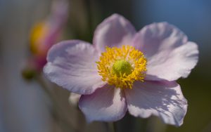 Preview wallpaper petals, nectar, flower, plant