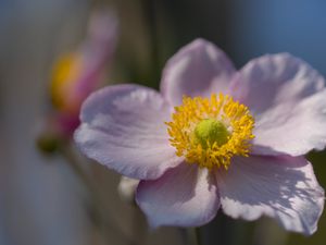 Preview wallpaper petals, nectar, flower, plant