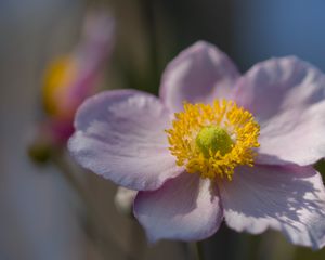 Preview wallpaper petals, nectar, flower, plant