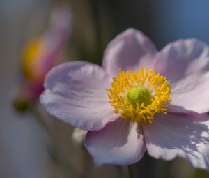 Preview wallpaper petals, nectar, flower, plant