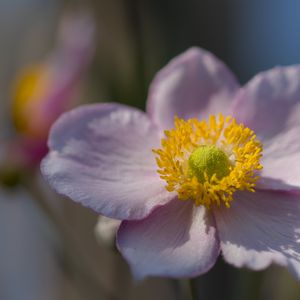 Preview wallpaper petals, nectar, flower, plant