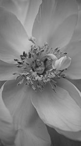 Preview wallpaper petals, peony, flower, macro, bw