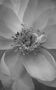 Preview wallpaper petals, peony, flower, macro, bw