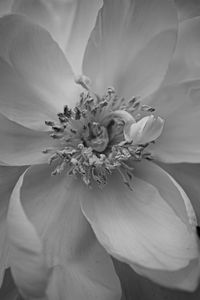 Preview wallpaper petals, peony, flower, macro, bw