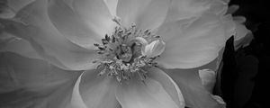 Preview wallpaper petals, peony, flower, macro, bw