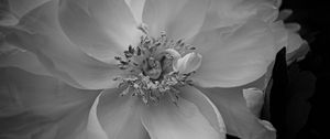 Preview wallpaper petals, peony, flower, macro, bw