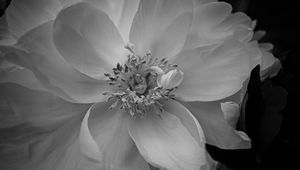 Preview wallpaper petals, peony, flower, macro, bw
