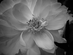 Preview wallpaper petals, peony, flower, macro, bw