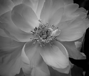 Preview wallpaper petals, peony, flower, macro, bw