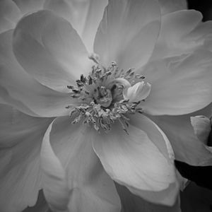 Preview wallpaper petals, peony, flower, macro, bw