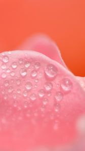 Preview wallpaper petals, pink, drops, close-up