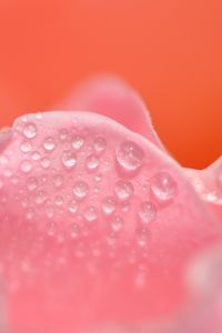 Preview wallpaper petals, pink, drops, close-up
