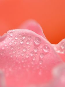 Preview wallpaper petals, pink, drops, close-up