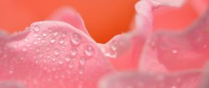 Preview wallpaper petals, pink, drops, close-up