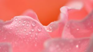 Preview wallpaper petals, pink, drops, close-up