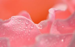 Preview wallpaper petals, pink, drops, close-up