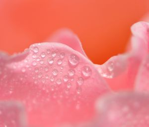 Preview wallpaper petals, pink, drops, close-up