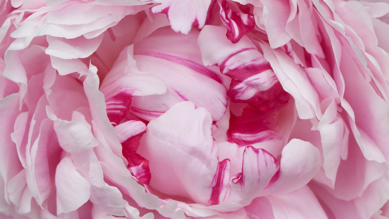 Wallpaper petals, pink, peony, flower, macro