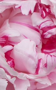 Preview wallpaper petals, pink, peony, flower, macro