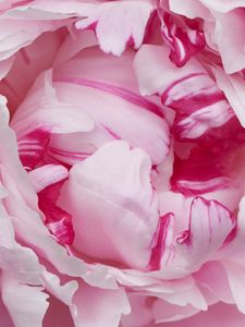 Preview wallpaper petals, pink, peony, flower, macro