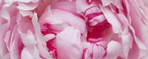 Preview wallpaper petals, pink, peony, flower, macro