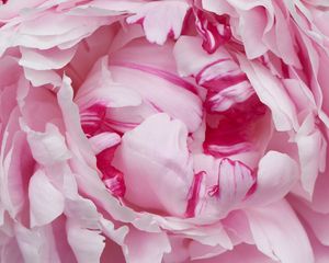 Preview wallpaper petals, pink, peony, flower, macro