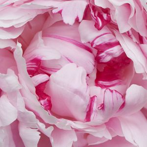 Preview wallpaper petals, pink, peony, flower, macro
