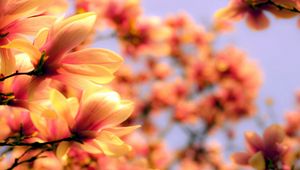 Preview wallpaper petals, plant, background