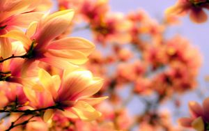 Preview wallpaper petals, plant, background