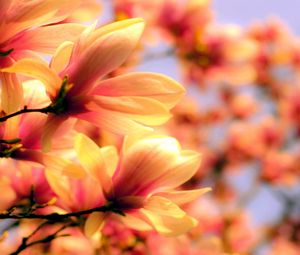 Preview wallpaper petals, plant, background