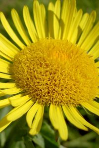 Preview wallpaper petals, plant, flower, yellow