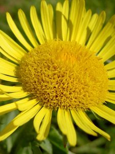 Preview wallpaper petals, plant, flower, yellow