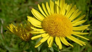 Preview wallpaper petals, plant, flower, yellow