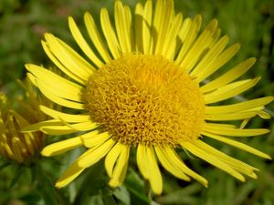 Preview wallpaper petals, plant, flower, yellow