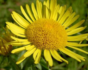 Preview wallpaper petals, plant, flower, yellow