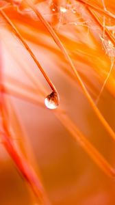 Preview wallpaper petals, plant, flower, drops