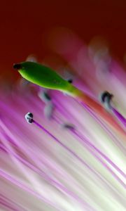 Preview wallpaper petals, plant, flower, stripes