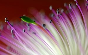 Preview wallpaper petals, plant, flower, stripes