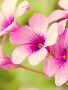 Preview wallpaper petals, plant, striped