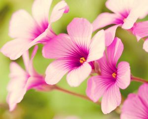 Preview wallpaper petals, plant, striped