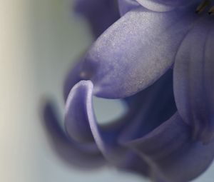Preview wallpaper petals, plants, blurring