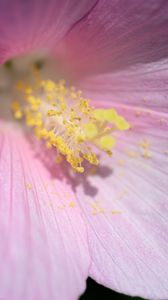 Preview wallpaper petals, pollen, flower, pink