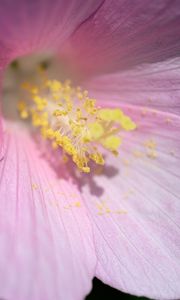 Preview wallpaper petals, pollen, flower, pink